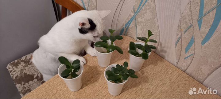 Денежное дерево толстянка (укоренившиеся ростки)