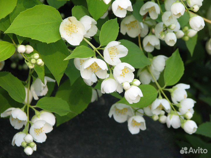 Спирея, Жасмин, Форзиция, Лещина, Черемуха