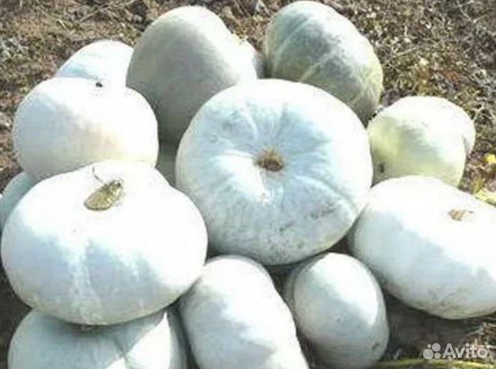 Тыква Голубая семена