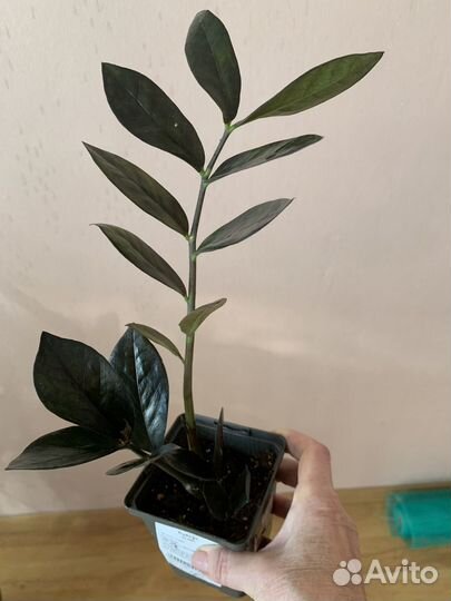 Замиокулькас Равен