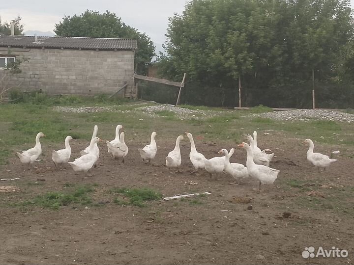 Утки и гуси