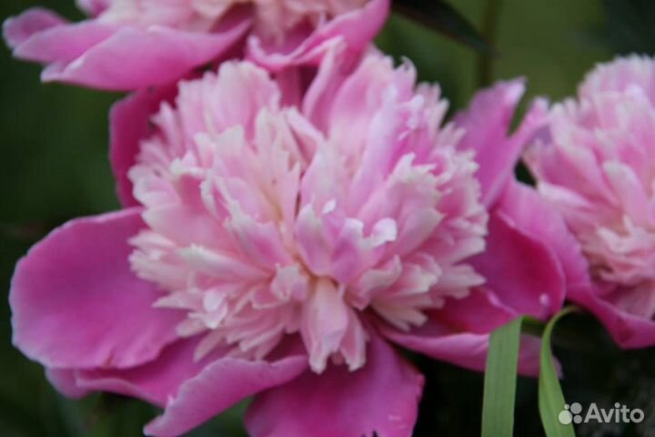 Пионы продам или обменяю