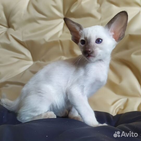 Сиамский мальчик котёнок,сиамо-ориентальная группа