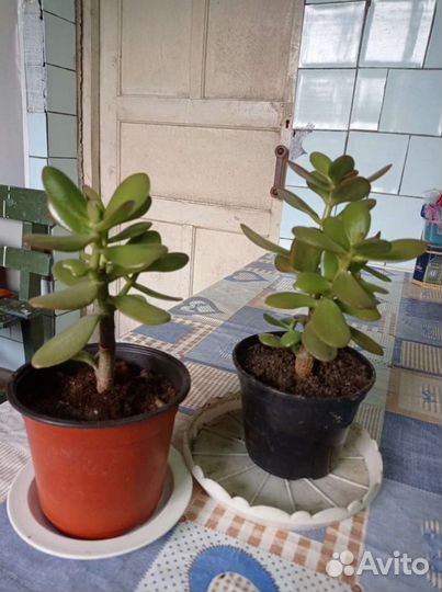 Каланхоэ лечебное, алоэ годовалое, денжное дерево