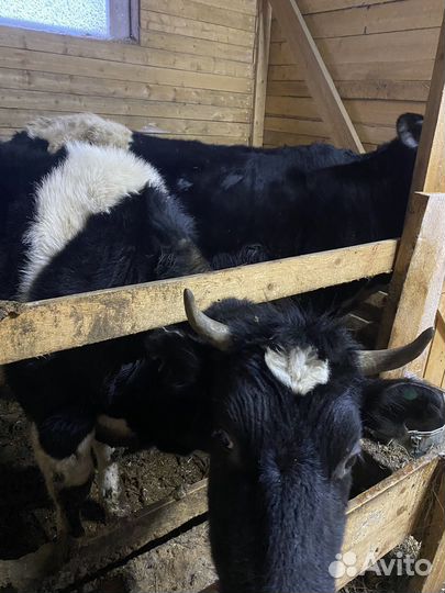 Продам нетелей 4 головы