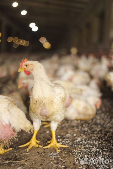 Курица фермерская