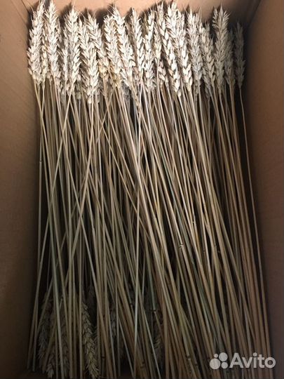 Колосья пшеницы сухоцветы