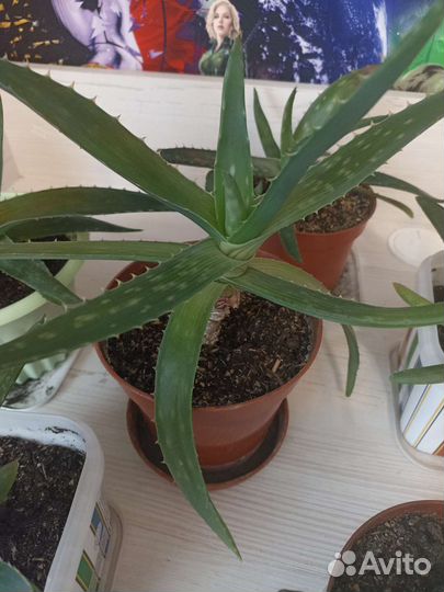 Алоэ вера лечебный 3 х летний