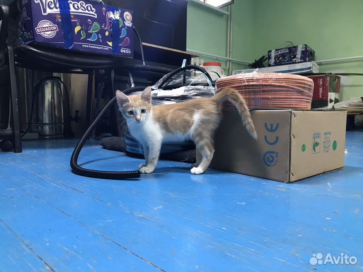 Отдам котенка бесплатно (Могу привезти)