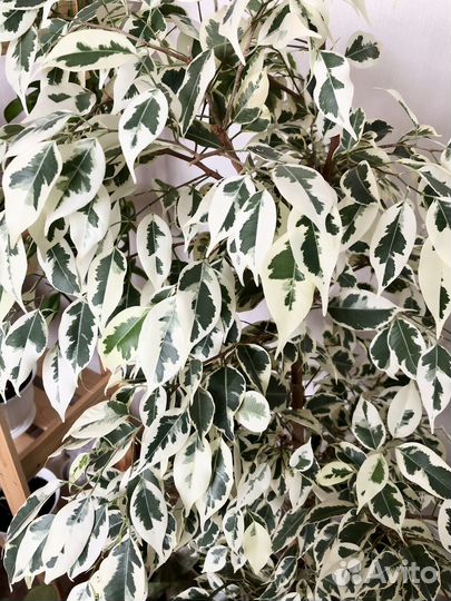 Фикус Бенджамина пестролистный, большое растение