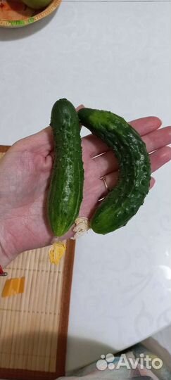 Рассада комнатных огурцов и томатов