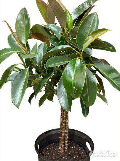 Фикус Эластика Мелани на штамбе Высота 100 см