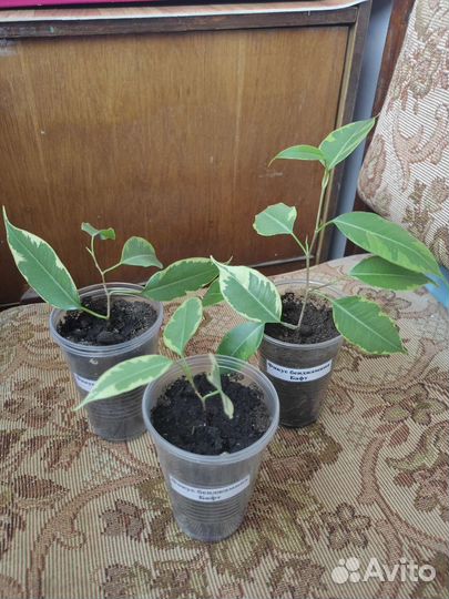 Фикус бенджамина Кинки, Бафт, Экзотика