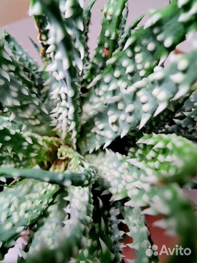 Алоэ Хумилис