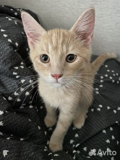 Котик в добрые руки бесплатно