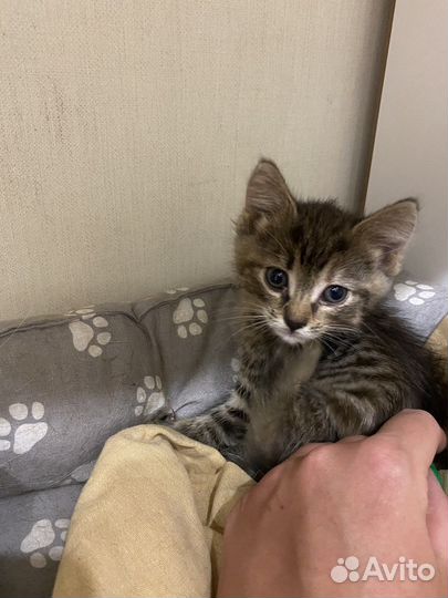 Котенок в хорошие руки