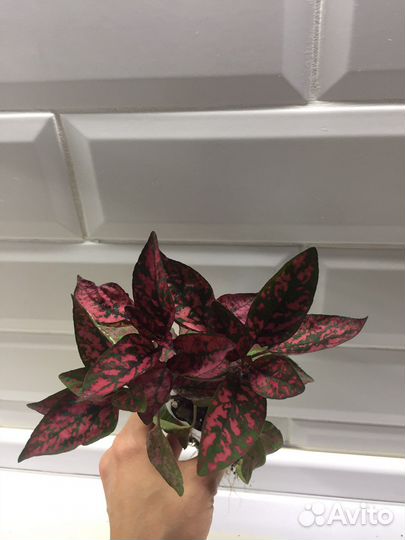 Гипоэстесс красный