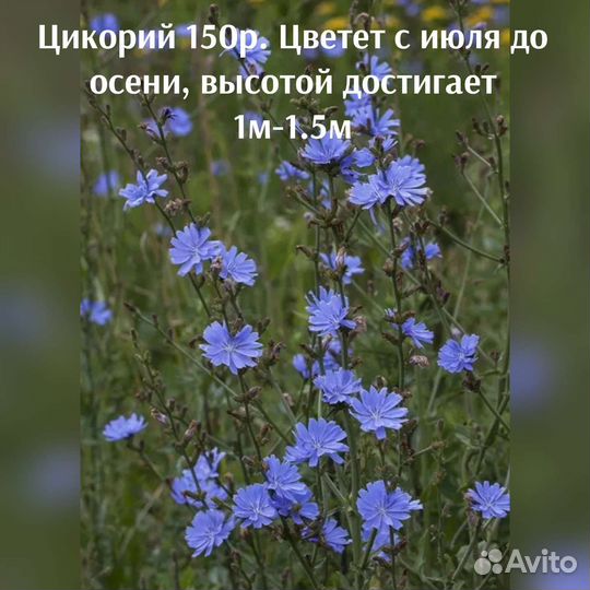 Многолетние цветы