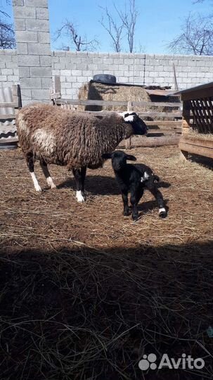 Овцы дорпер