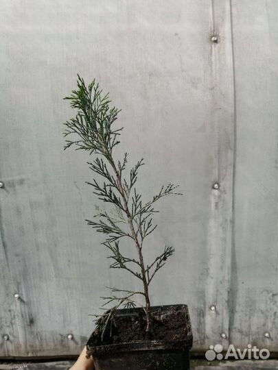 Саженцы декоративных растений