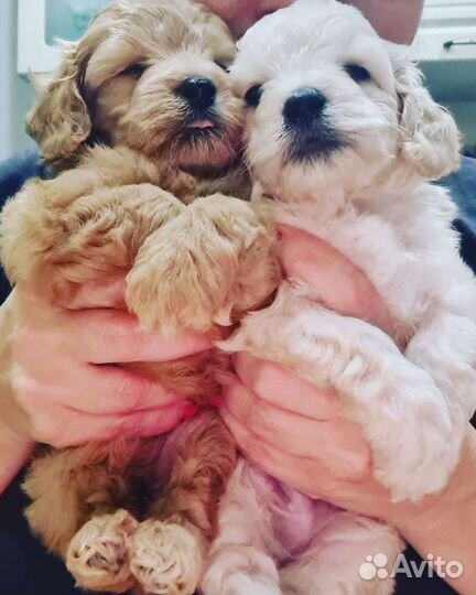 Мальтипу девочка mini