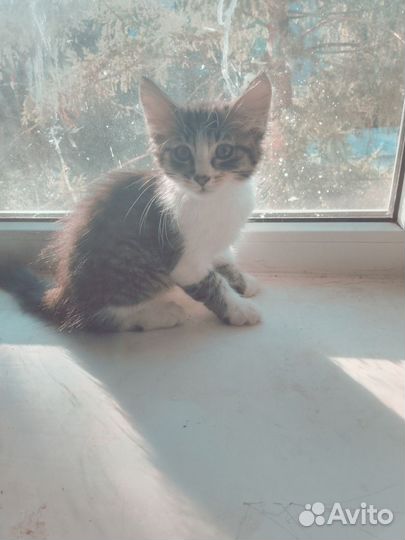 Котята