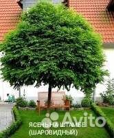 Саженцы на штамбе