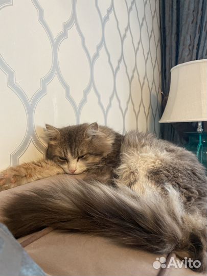 Кот с улицы