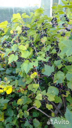 Свежие ягоды черной смородины