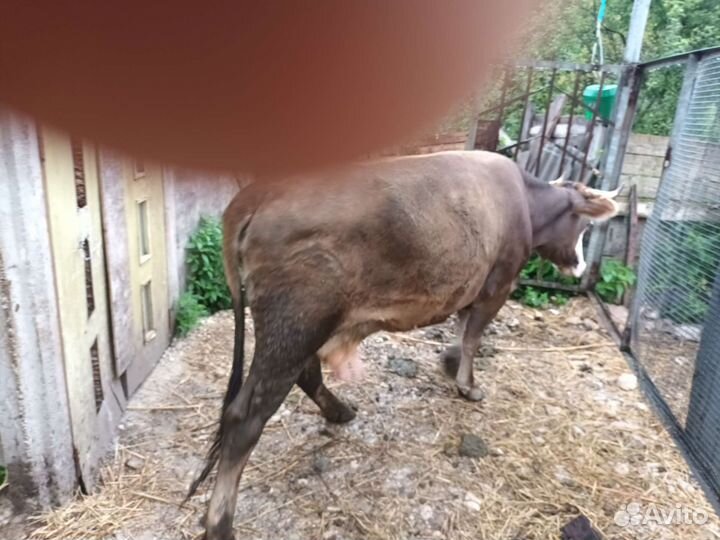 Корова дойная