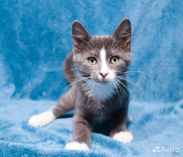 Котёнок ищет дом