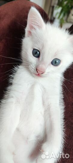 Отдам котенка в добрые руки