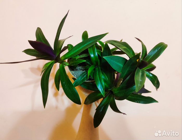 Традесканция разноцветная (рео)