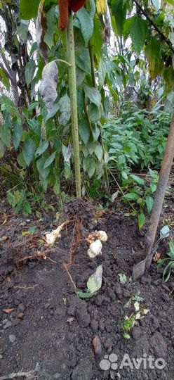 Топинамбур саженцы и клубни