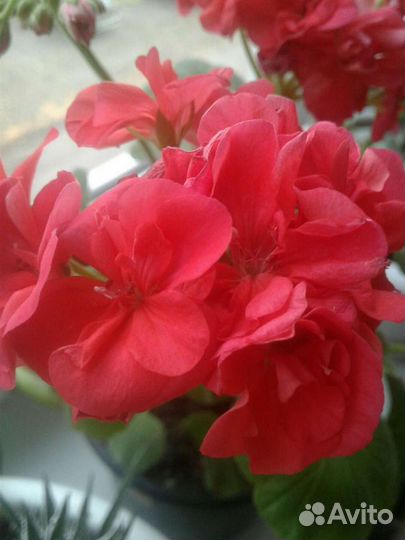 Пеларгония герань