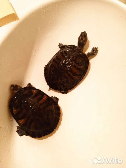 Красноухая черепаха