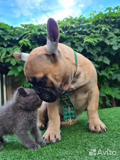 Французский бульдог