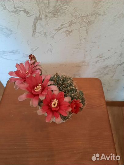 Кактус цветущий гимнокалициум Бальда