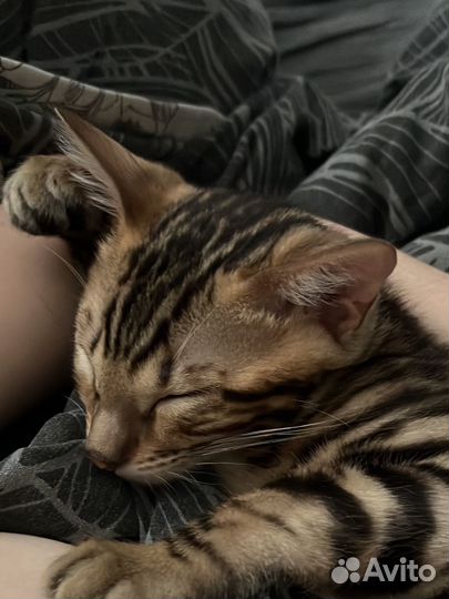 Бенгальская