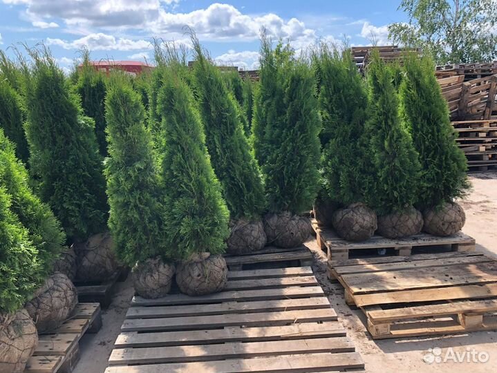 Туя Смарагд, Колумна, Брабант - опт