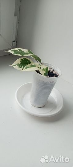 Фикус бенджамина Старлайт и другие растения