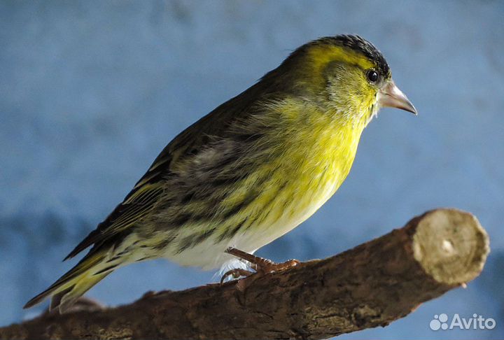 Продам клетки,певчих птиц:щеглов,репелов