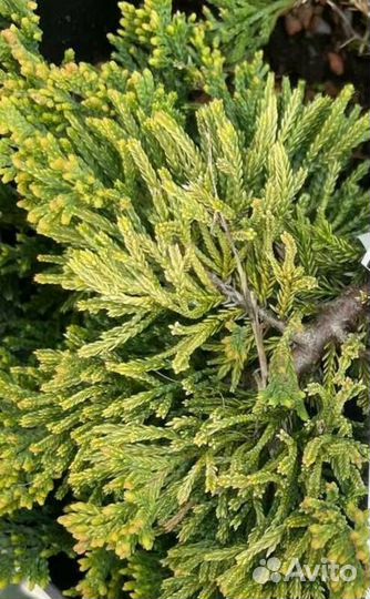 Можжевельник горизонтальный Грин Карпет