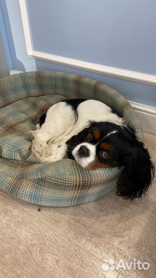 Замечательные малышки Кавалер кинг чарльз спаниель