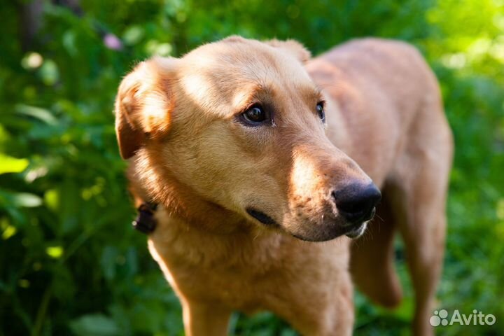 Собачка Дана