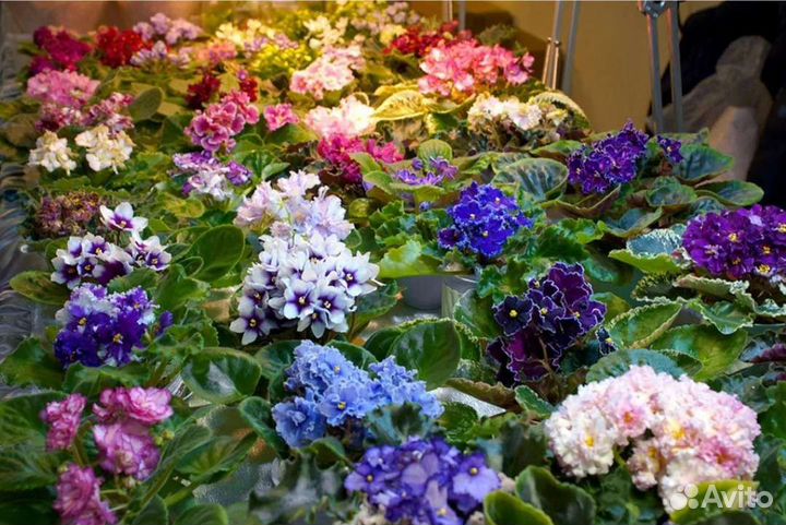 Сортовые фиалки (стартёры)