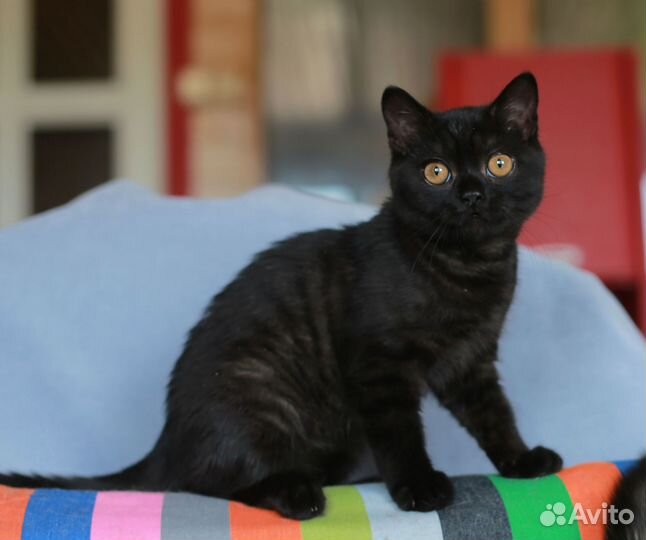 Черный британский котик
