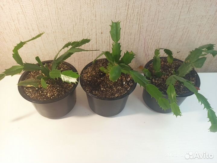 Отводочки декабриста Dark Eva