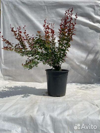 Барбарис Тунберга