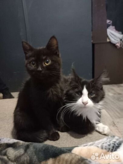 Шотландская,не веслоухая,отдаём в хорошие руки